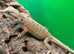 Baby bearded dragons
