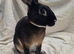 Beautiful temperament Mini rex male