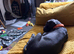 Cane corso female puppy