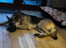 GSD