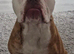 Frank needs rehoming ASAP