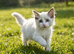 RAGDOLLS GIRLS SEAL POINT BICOLOUR BLUE EYES