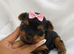Two Beautiful Yorkshire Terrier Boys
