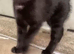 Black kitten