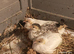 Tiny Button Quails 2 x Pure White and 2 x Tuxedo Pied Leopard Print Markings &pound;24 the group of 4 birds