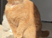 Cinnamon scottish fold