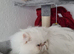 BEAUTIFUL PERSIAN FLAT-FACE KITTENS LOOKING FOR THEIR FOREVER HOMES