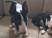 English bull terrier