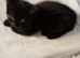 Maine coon x Ragdoll kittens ready to leave now!