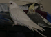 Cockatiels