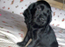 Beautiful black cockerdor puppy.