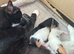 KITTENS LOOKING FOR THEIR FOREVER HOMES