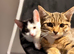 Cute kitties are looking for a home.