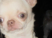 VERY SAD SALE – TINY 1.9KG SMOOTH-COAT CHIHUAHUA GIRL – BEAUTIFUL GREEN EYES & SUCH A LOVING LITTLE GIR