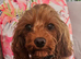 Licensed breeder, red tiny toy cavapoo litter