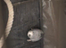 Male and female African grey for sale