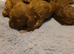 Beautiful Cockapoo puppies