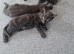 2 black kittens all boys