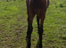 Miracle..Gorgeous English Warmblood X Filly.