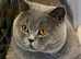 GORGEOUS LILAC GCCF REGISTERED BOY