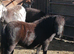 Miniature shetland mare