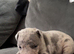 ABKC AMERICAN STANDARD BULLIES