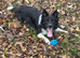 1 and a half year old Border Collie