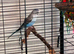 Lonely female budgie looking for a new home
