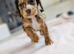 Cocker spaniel puppies
