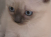 2 ragdoll kittens left