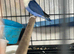 Female lovebirds