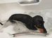 Female Dachshund 2 years old