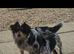 ** OUTSTANDING Jack russell terrier BOY pup **