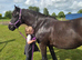 13hh cob mare for sale