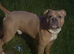 English Bulldog × Boxer