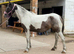 Appy X 13.3 mare.