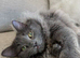 Two young male cats