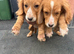 Fox Red cocker spaniel puppies