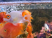 Lionhead Parrot