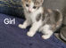 Beautiful bengal tabby kittens