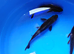 Koi, a real mix from last years fry