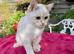 Adorable vaccinated Neutered Boys