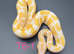 Hatchling Ball/Royal pythons