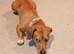 Beautiful dasushound