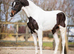 Four years old &ndash; KWPN   Approx 17hh  Tobiano
