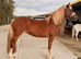 Welsh D 14.3 4 year old mare.