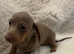 Very small mini dachshunds