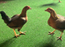 Trio OEG bantams