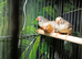 Trio of Zebra Finches
