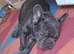 5 months old frenchie